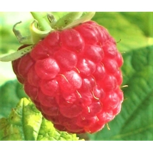 MALINA późna czerwone duże owoce - sadzonki 30 / 50 cm